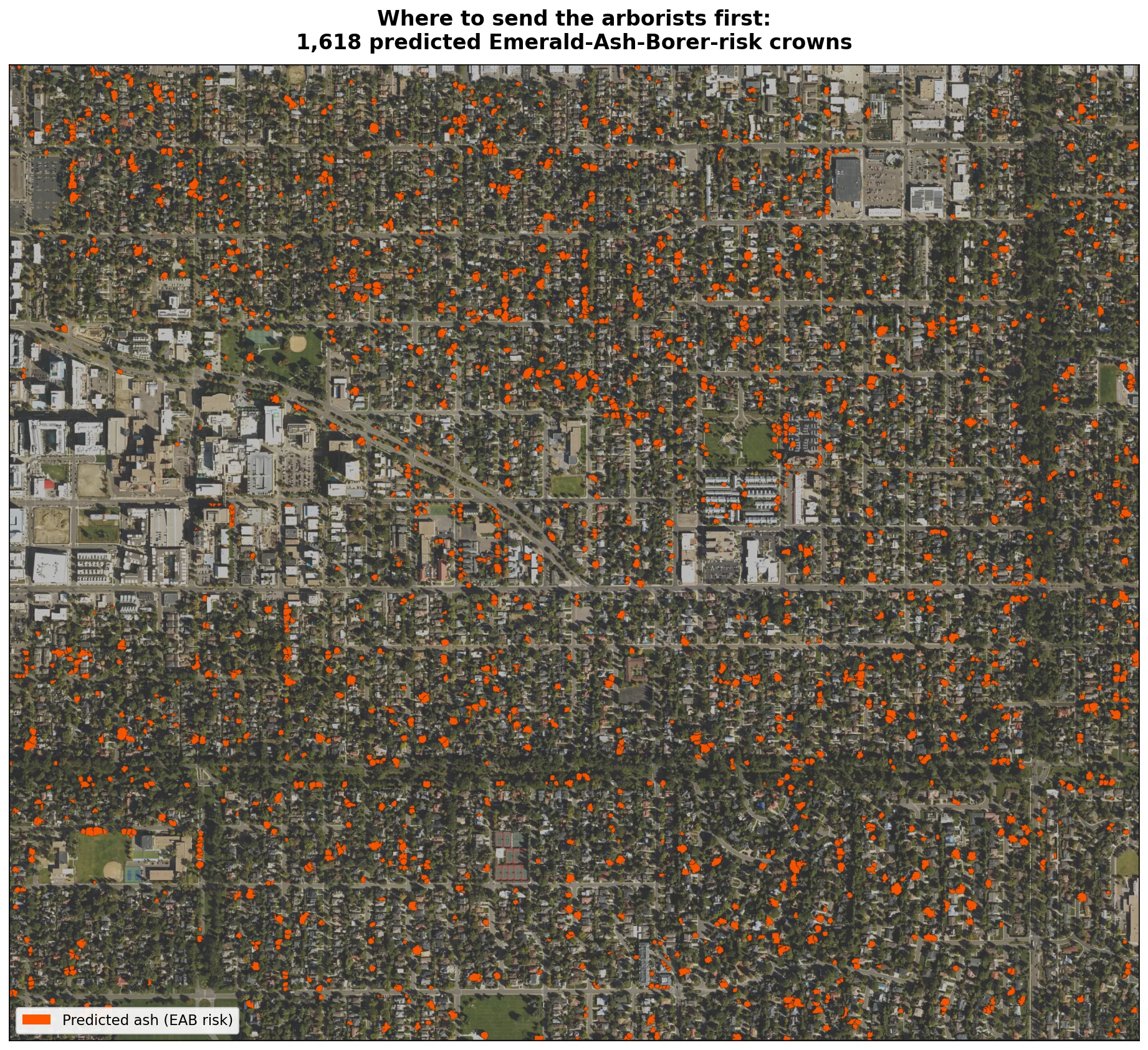 Aerial map of the neighborhood with predicted ash crowns highlighted in orange.